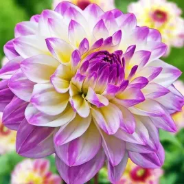 dalia-pomponowa-el-paso-1-szt-karpa-sadzonka-sadzonki