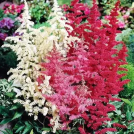 astilbe-tawulka-arendsa-mieszanka-mix-5-szt-bylina-sadzonka-sadzonki
