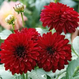 dalia-doniczkowa-melody-mambo-1-szt-karpa-sadzonka-sadzonki