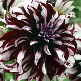 dalia-talerzowa-tartan-1-szt-karpa-sadzonka-sadzonki