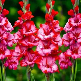 mieczyk-karbowany-egzotyczny-ted-s-trump-5-szt-cebulki-cebule-kwiaty