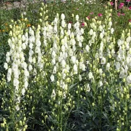 aconitum-napellus-tojad-album-1-szt-bylina-sadzonka-sadzonki