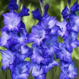 gladiolus-mieczyk-niebieski-5-szt-cebule-cebulki