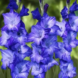 gladiolus-mieczyk-niebieski-5-szt-cebule-cebulki