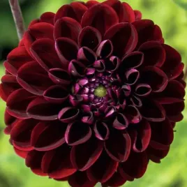 dalia-pomponowa-dark-spirit-1-szt-karpa-sadzonka-sadzonki-dalii