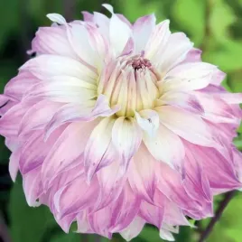 dalia-dekoracyjna-pink-petticoat-1-szt-karpa-sadzonka-sadzonki