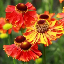 helenium-dzielzan-hot-lava-1-szt-bylina-sadzonka-sadzonki