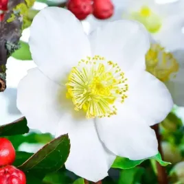 helleborus-niger-ciemiernik-bialy-1-szt-bylina-sadzonka-sadzonki