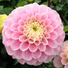 dalia-pomponowa-wizard-of-oz-1-szt-karpa-sadzonka-sadzonki