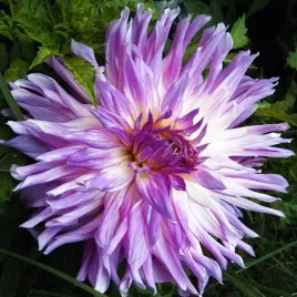 dalia-kaktusowa-mingus-randy-1-szt-karpa-sadzonka-sadzonki