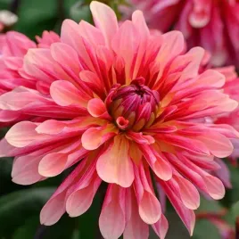 dalia-kaktusowa-missis-dutch-1-szt-karpa-sadzonka-sadzonki