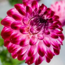 dalia-dekoracyjna-caproz-pizzazz-1-szt-karpa-sadzonka-sadzonki