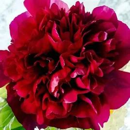 paeonia-piwonia-chinska-adolphe-rousseau-1-szt-sadzonka-sadzonki