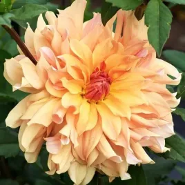 dalia-talerzowa-big-brother-1-szt-karpa-sadzonka-sadzonki