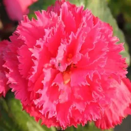 begonia-fimbriata-strzepiasta-rozowa-1-szt-cebulki-cebule-kwiaty