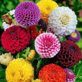 dalia-pomponowa-mieszanka-mix-5-szt-karpa-sadzonka-sadzonki