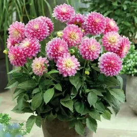 dalia-karlowa-gallery-rembrandt-1-szt-karpa-sadzonka-sadzonki