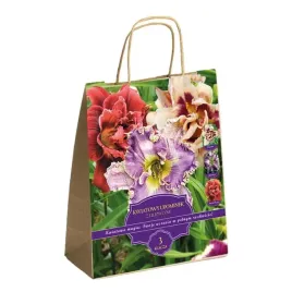 zestaw-prestige-liliowce-ogrodowe-3-klacza-idealny-na-prezent