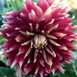 dalia-dekoracyjna-autumn-sunburst-1-szt-karpa-sadzonka-sadzonki