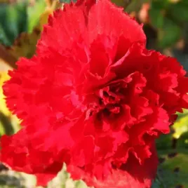 begonia-fimbriata-strzepiasta-czerwona-1-szt-cebulki-cebule-kwiaty