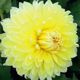 dalia-talerzowa-bilbao-1-szt-karpa-sadzonka-sadzonki