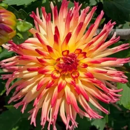 dalia-kaktusowa-bora-bora-1-szt-karpa-sadzonka-sadzonki