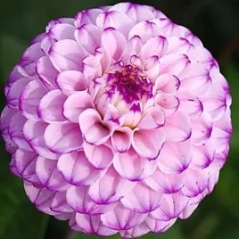 dalia-pomponowa-genova-1-szt-karpa-sadzonka-sadzonki