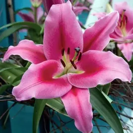 lilia-drzewiasta-dalian-xxl-24-1-szt-cebule-cebulki-lilii-lilie