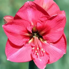 hippeastrum-amarylis-zwartnica-susan-1-szt-cebulki-cebule-kwiaty