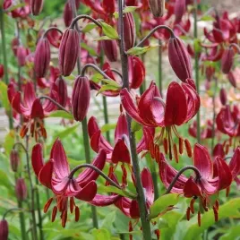 lilia-martagon-zlotoglow-claude-shirde-1-szt-cebule-cebulki-lilii-lilie