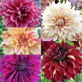 dalia-talerzowa-mieszanka-mix-5-szt-karpa-sadzonka-sadzonki