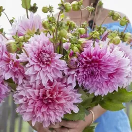 dalia-talerzowa-cafe-au-lait-rose-1-szt-karpa-sadzonka-sadzonki