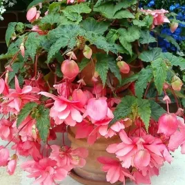 begonia-pendula-zwisajaca-rozowa-5-szt-cebulki-cebule-kwiaty