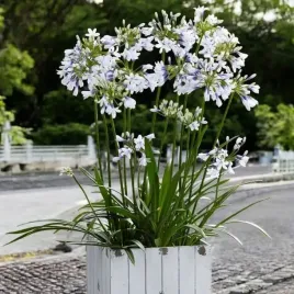 agapanthus-agapant-twister-1-szt-bylina-sadzonka-sadzonki