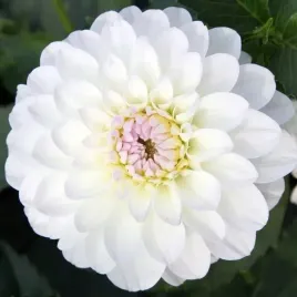 dalia-pomponowa-white-aster-1-szt-karpa-sadzonka-sadzonki
