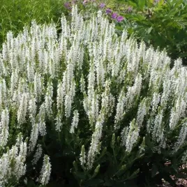 salvia-szalwia-omszona-schneehugel-1-szt-sadzonka-sadzonki
