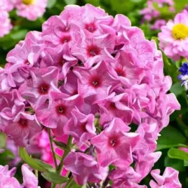 phlox-flox-plomyk-wiechowaty-ferris-wheel-1-szt-bylina-sadzonka-sadzonki