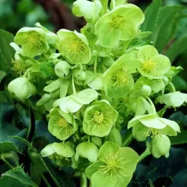 helleborus-ciemiernik-korsykanski-1-szt-bylina-sadzonka-sadzonki