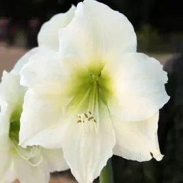 hippeastrum-amarylis-zwartnica-mont-blanc-1-szt-cebulki-cebule-kwiaty