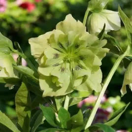 helleborus-ciemiernik-double-ellen-green-1-szt-bylina-sadzonka-sadzonki