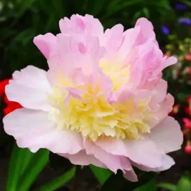 paeonia-piwonia-chinska-raspberry-sundae-1-szt-sadzonka-sadzonki