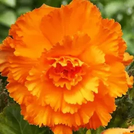 begonia-fimbriata-strzepiasta-pomaranczowa-1-szt-cebulki-cebule-kwiaty
