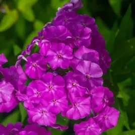 phlox-flox-plomyk-wiechowaty-fioletowy-1-szt-sadzonka-sadzonki-klacze