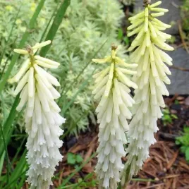 kniphofia-trytoma-groniasta-biala-1-szt-bylina-sadzonka-sadzonki