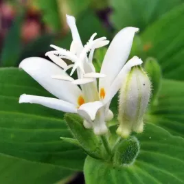 tricyrtis-hirta-trojsklepka-alba-1-szt-bylina-sadzonka-sadzonki