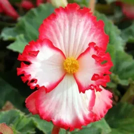 begonia-marginata-bialo-czerwona-1-szt-cebulki-cebule-kwiaty