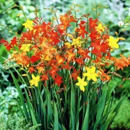 crocosmia-krokosmia-cynobrowka-mix-10-szt-cebule-cebulki