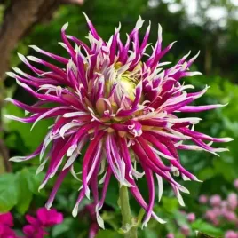 dalia-kaktusowa-hollyhill-spiderwoman-1-szt-karpa-sadzonka-sadzonki