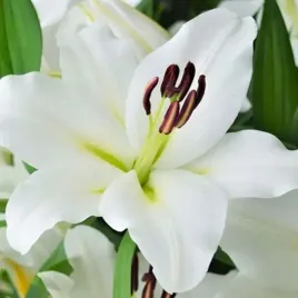 lilia-drzewiasta-monte-bianco-1-szt-cebulki-cebule-lilii-lilie