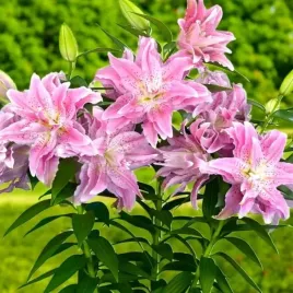 lilia-pelna-roselily-azra-1-szt-cebule-cebulki-lilii-lilie